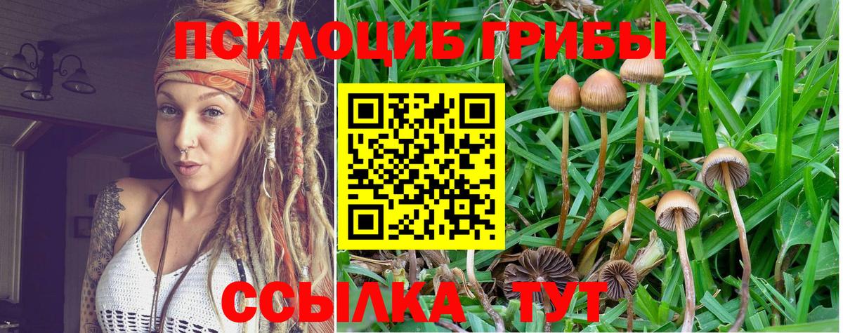 Галлюциногенные грибы Psilocybe Кунгур